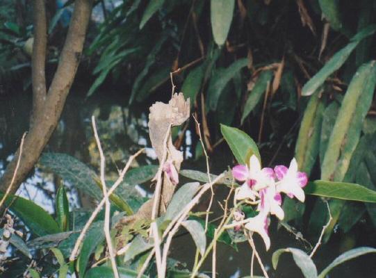 Die Orchidee wächst im thailändischen Dschungel wild